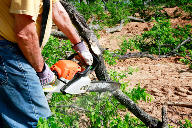 How Our Tree Care Process Works  in  Rangely, CO